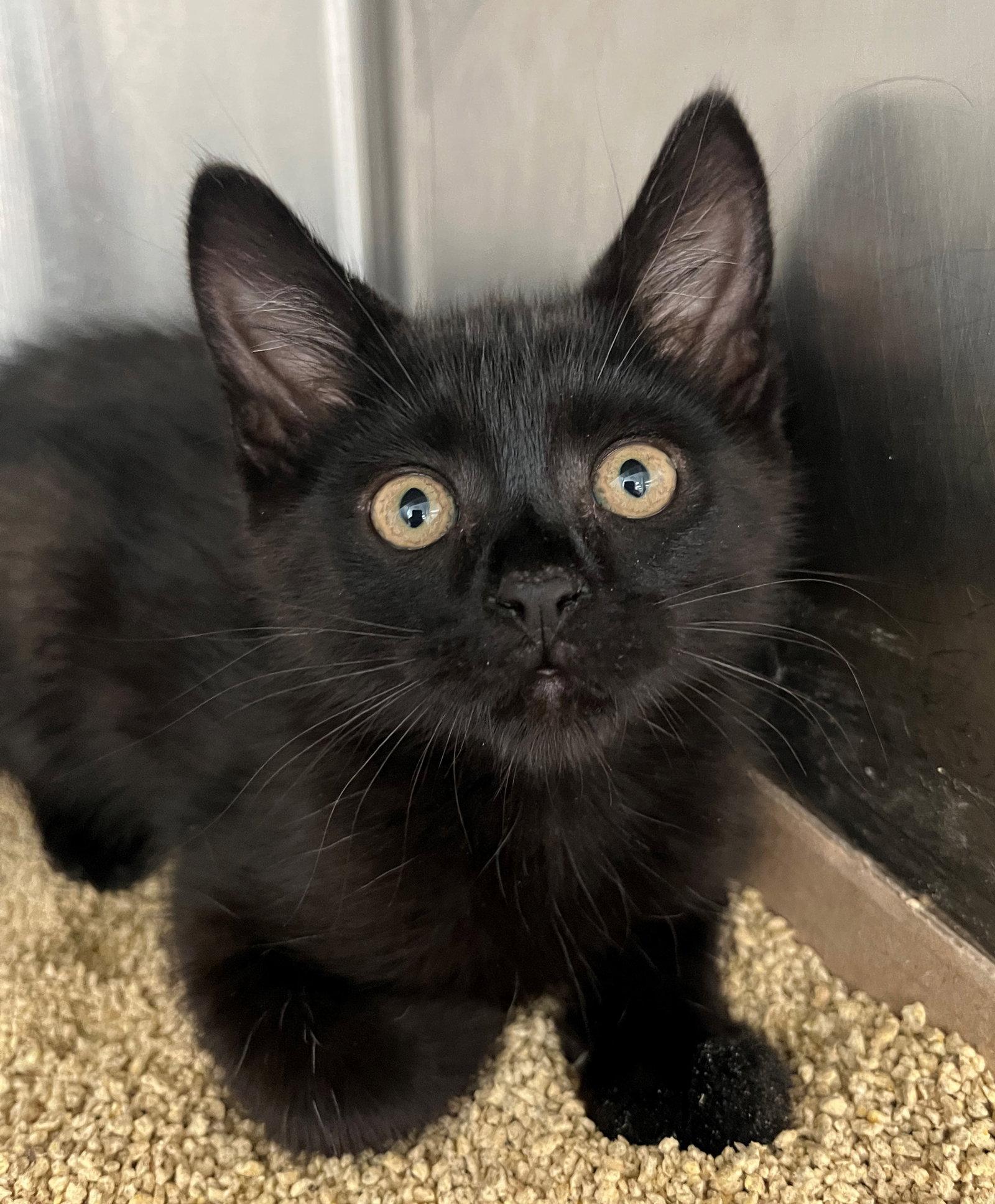 Mask, Adoptable, Kitten Male Domestic Short Hair.