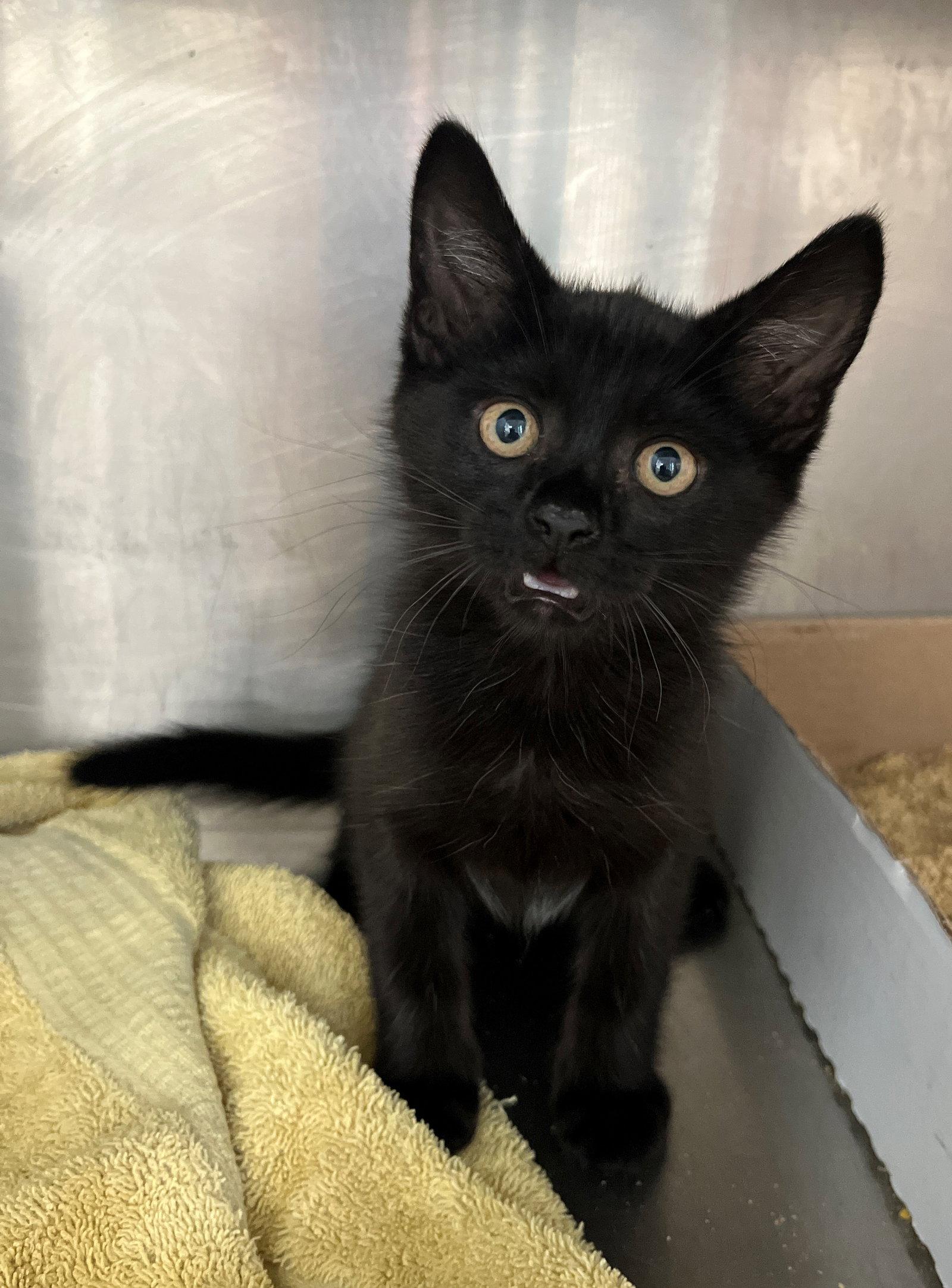 Enlarge Mask, a Adoptable Domestic Short Hair in Carrollton, GA image 2/3