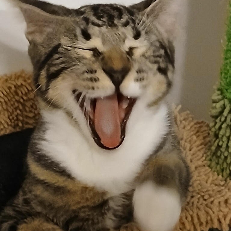 Remy, a Adoptable Domestic Short Hair in Salem, NH image 4/6