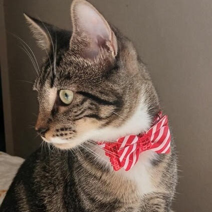 Remy, a Adoptable Domestic Short Hair in Salem, NH image 3/6