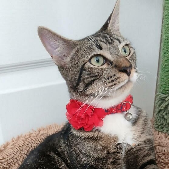 Remy, a Adoptable Domestic Short Hair in Salem, NH image 1/6