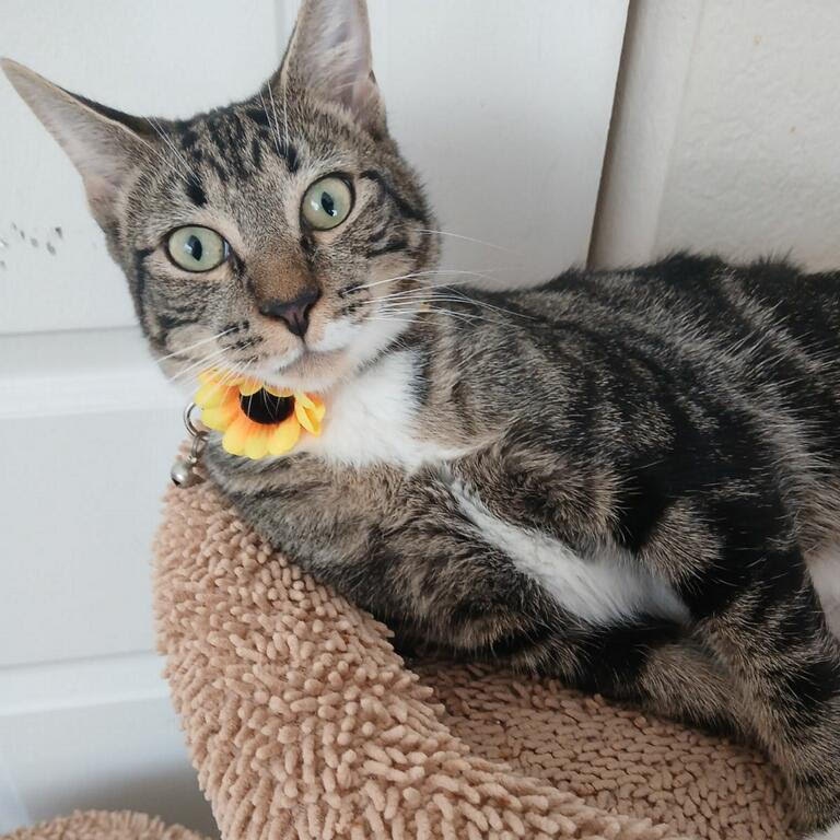 Remy, a Adoptable Domestic Short Hair in Salem, NH image 2/6