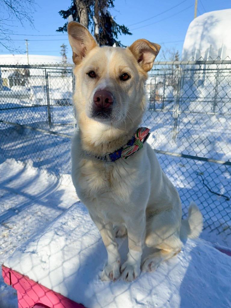 Enlarge Rudy, a Adoptable mixed breed in Yellowknife, NT image 4/5