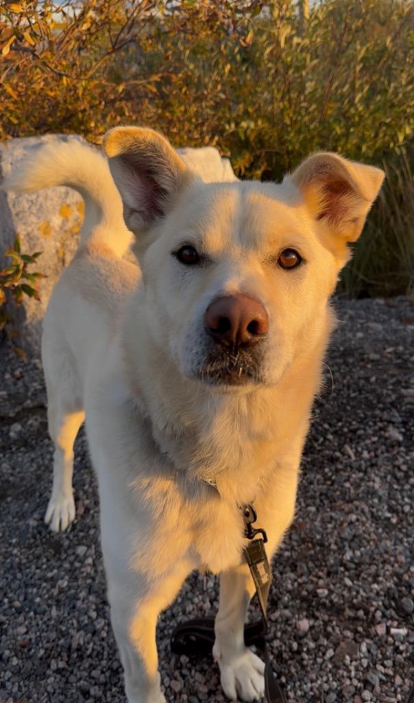 Rudy, Adoptable, Adult Male Husky & Labrador Retriever.