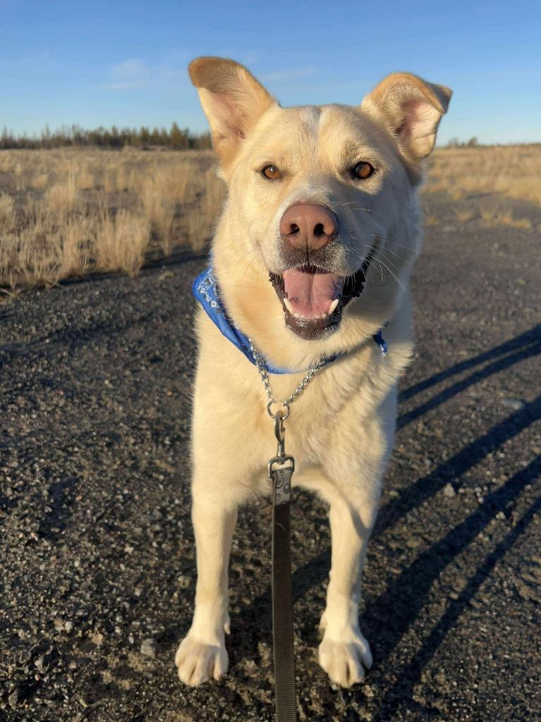 Enlarge Rudy, a Adoptable mixed breed in Yellowknife, NT image 1/6