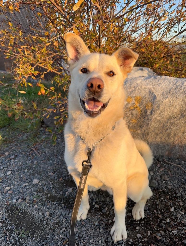 Enlarge Rudy, a Adoptable mixed breed in Yellowknife, NT image 2/6