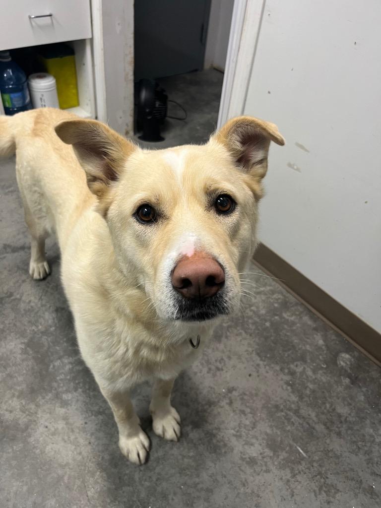 Enlarge Rudy, a Adoptable mixed breed in Yellowknife, NT image 1/6