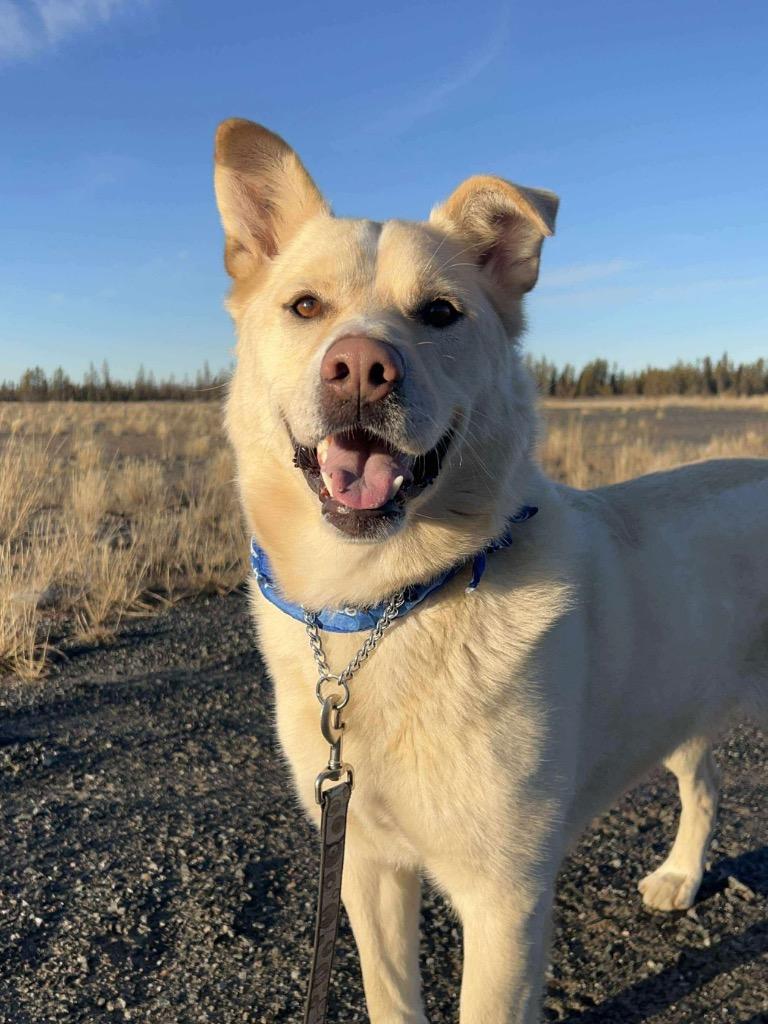 Enlarge Rudy, a Adoptable mixed breed in Yellowknife, NT image 2/6