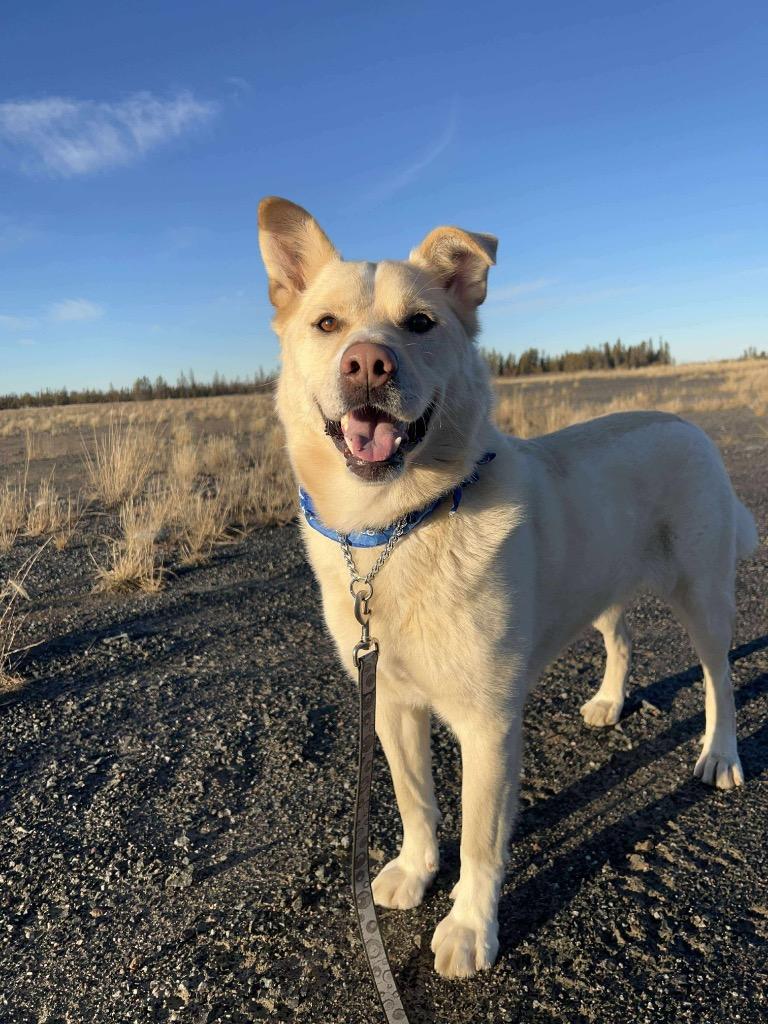 Enlarge Rudy, a Adoptable mixed breed in Yellowknife, NT image 2/6