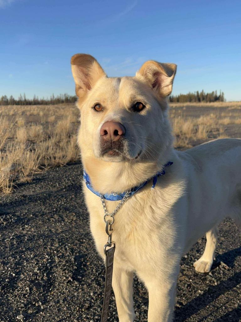 Enlarge Rudy, a Adoptable mixed breed in Yellowknife, NT image 3/6