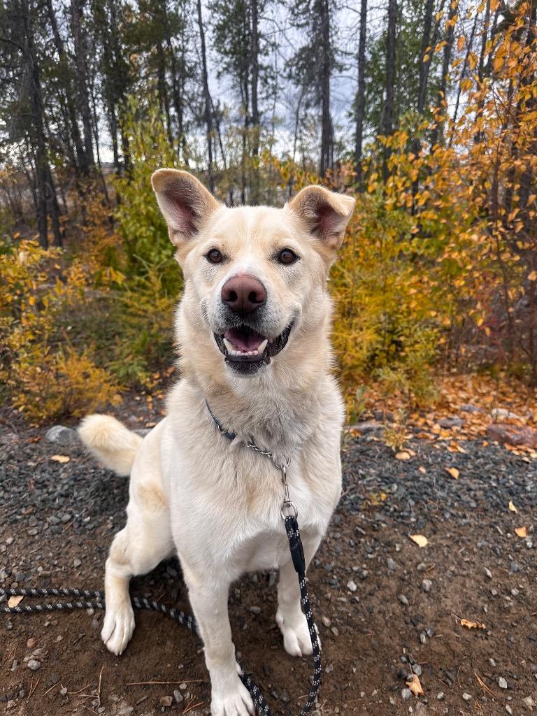 Enlarge Rudy, a Adoptable mixed breed in Yellowknife, NT image 3/6
