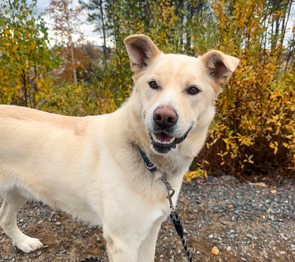 Enlarge Rudy, a Adoptable mixed breed in Yellowknife, NT image 4/6