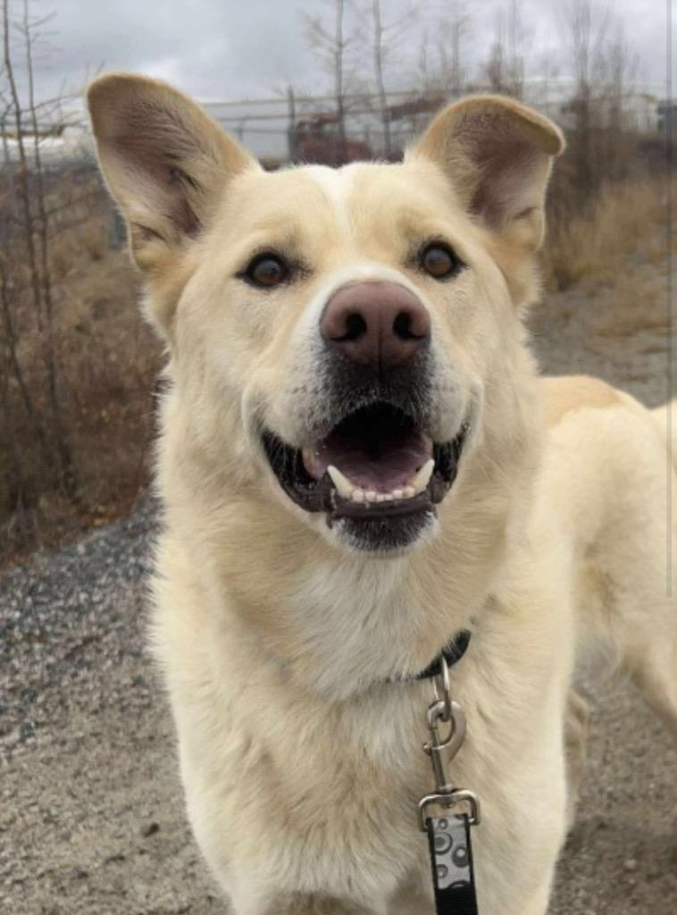 Enlarge Rudy, a Adoptable mixed breed in Yellowknife, NT image 3/6