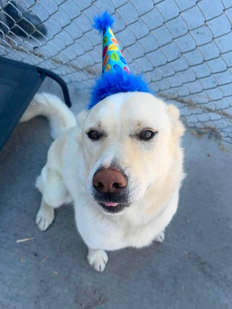 Rudy, Adoptable, Adult Male Husky & Labrador Retriever.