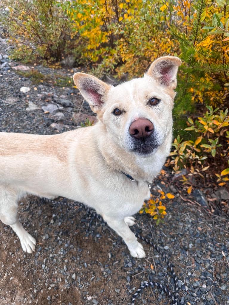 Enlarge Rudy, a Adoptable mixed breed in Yellowknife, NT image 5/6