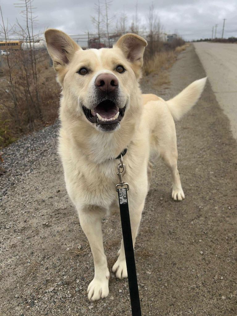 Enlarge Rudy, a Adoptable mixed breed in Yellowknife, NT image 5/6