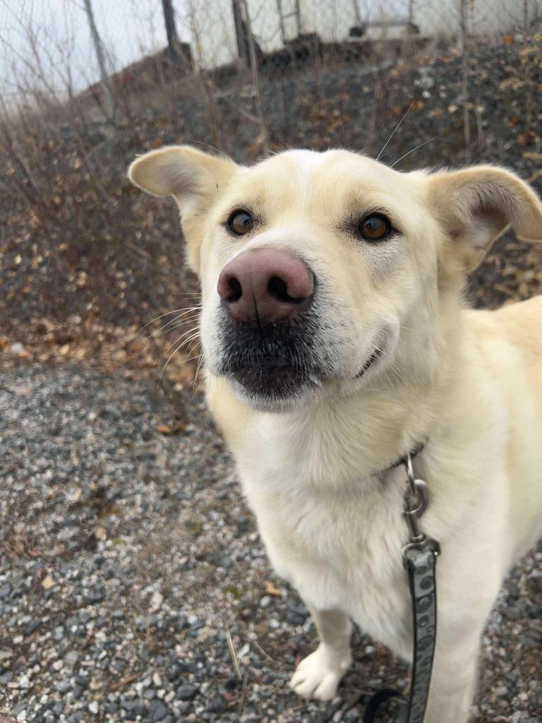Enlarge Rudy, a Adoptable mixed breed in Yellowknife, NT image 6/6