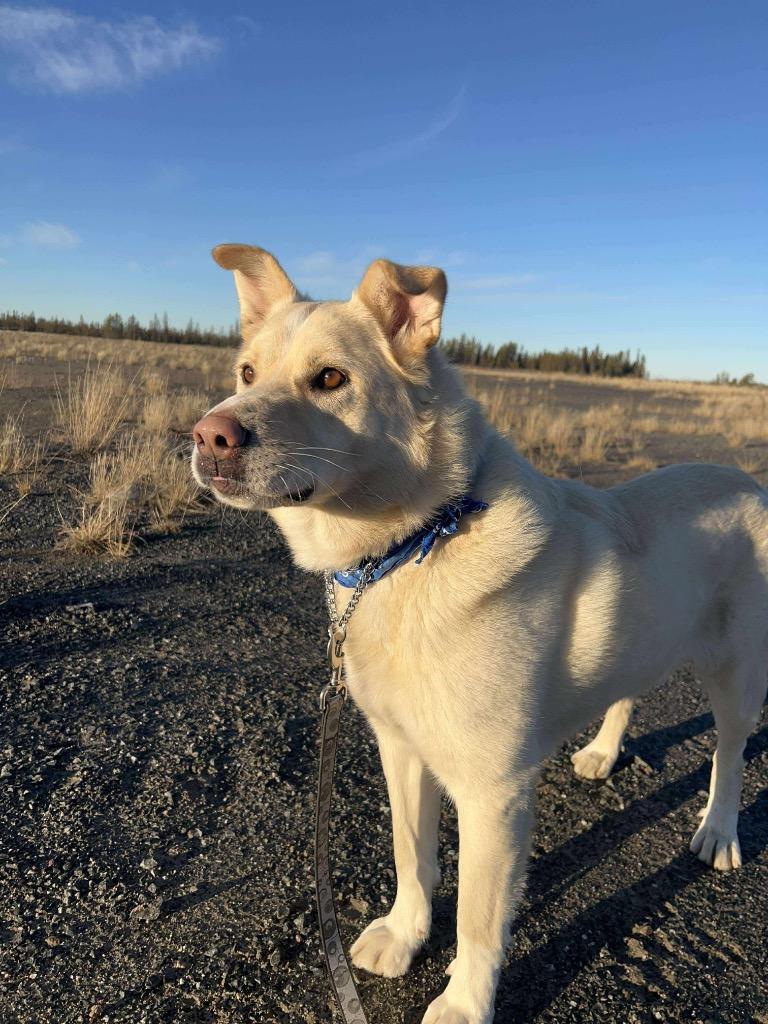 Enlarge Rudy, a Adoptable mixed breed in Yellowknife, NT image 6/6