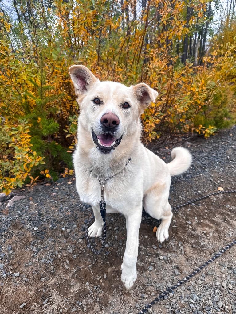 Enlarge Rudy, a Adoptable mixed breed in Yellowknife, NT image 6/6