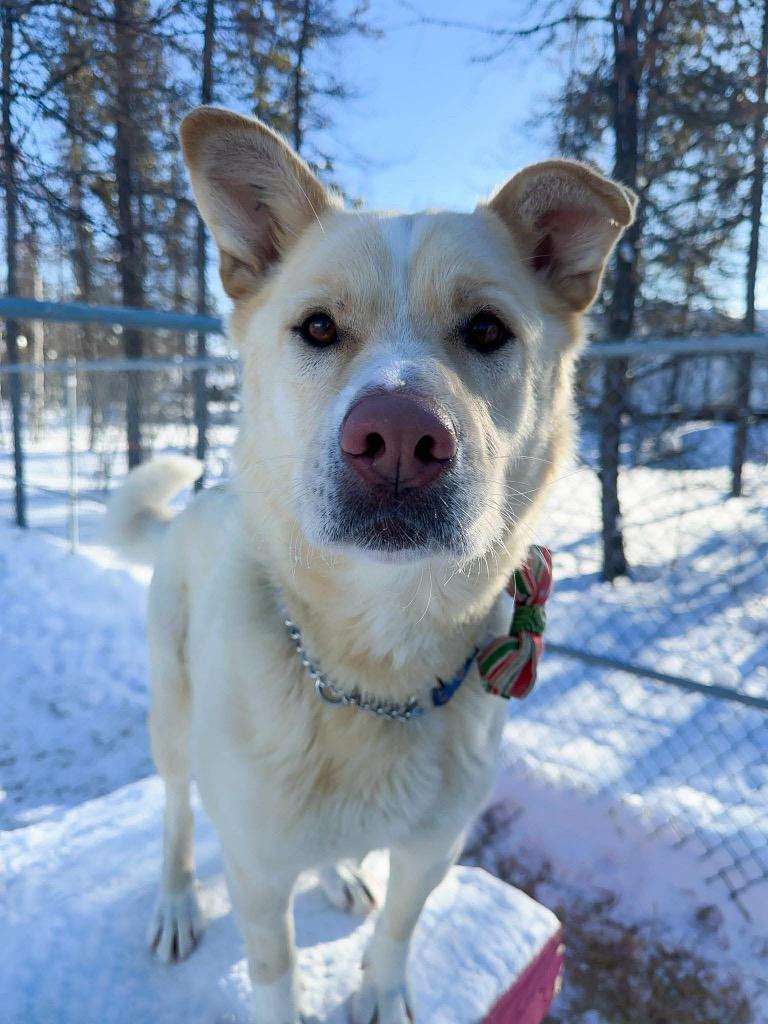 Enlarge Rudy, a Adoptable mixed breed in Yellowknife, NT image 2/5