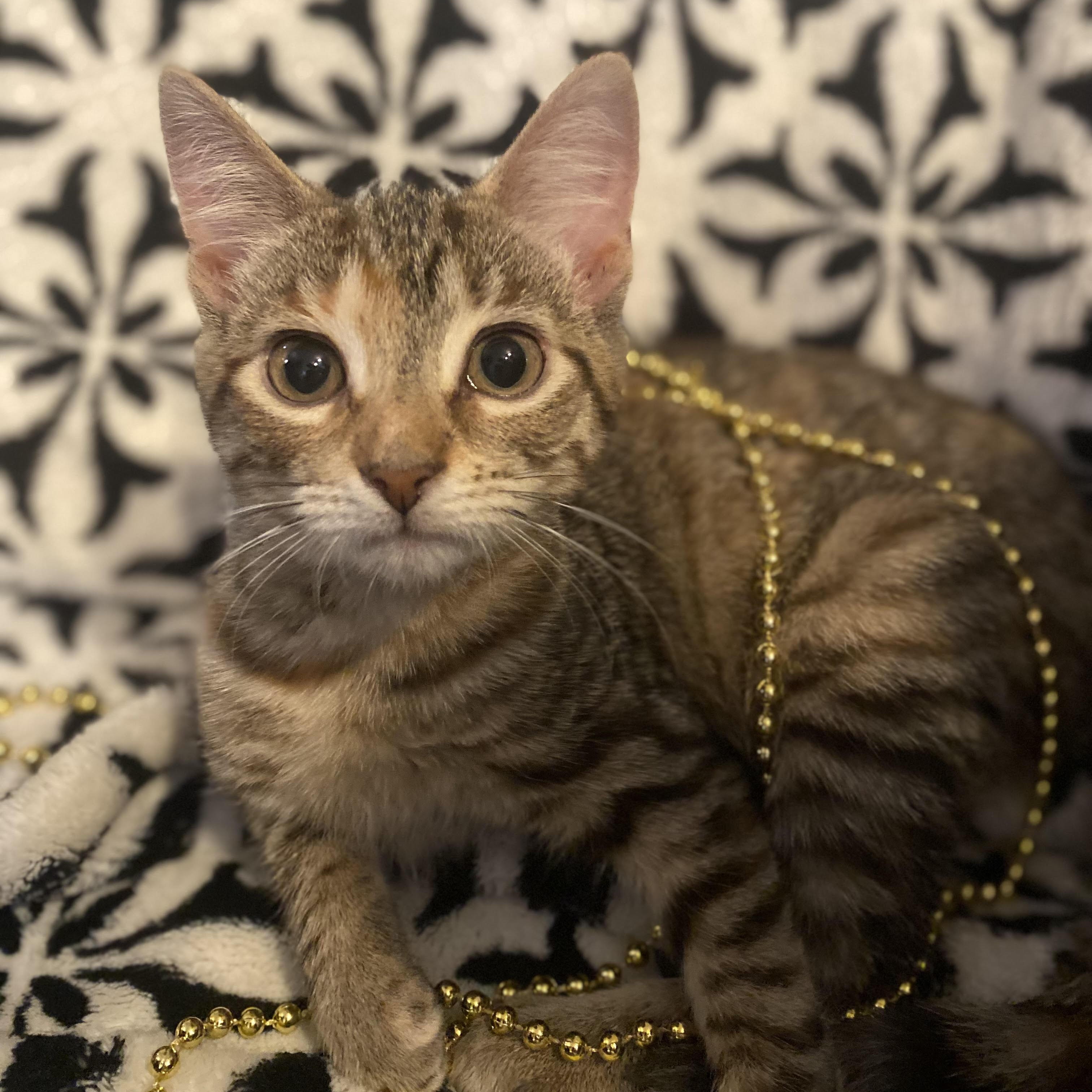 Rumi, adopted, Kitten Female Domestic Short Hair.