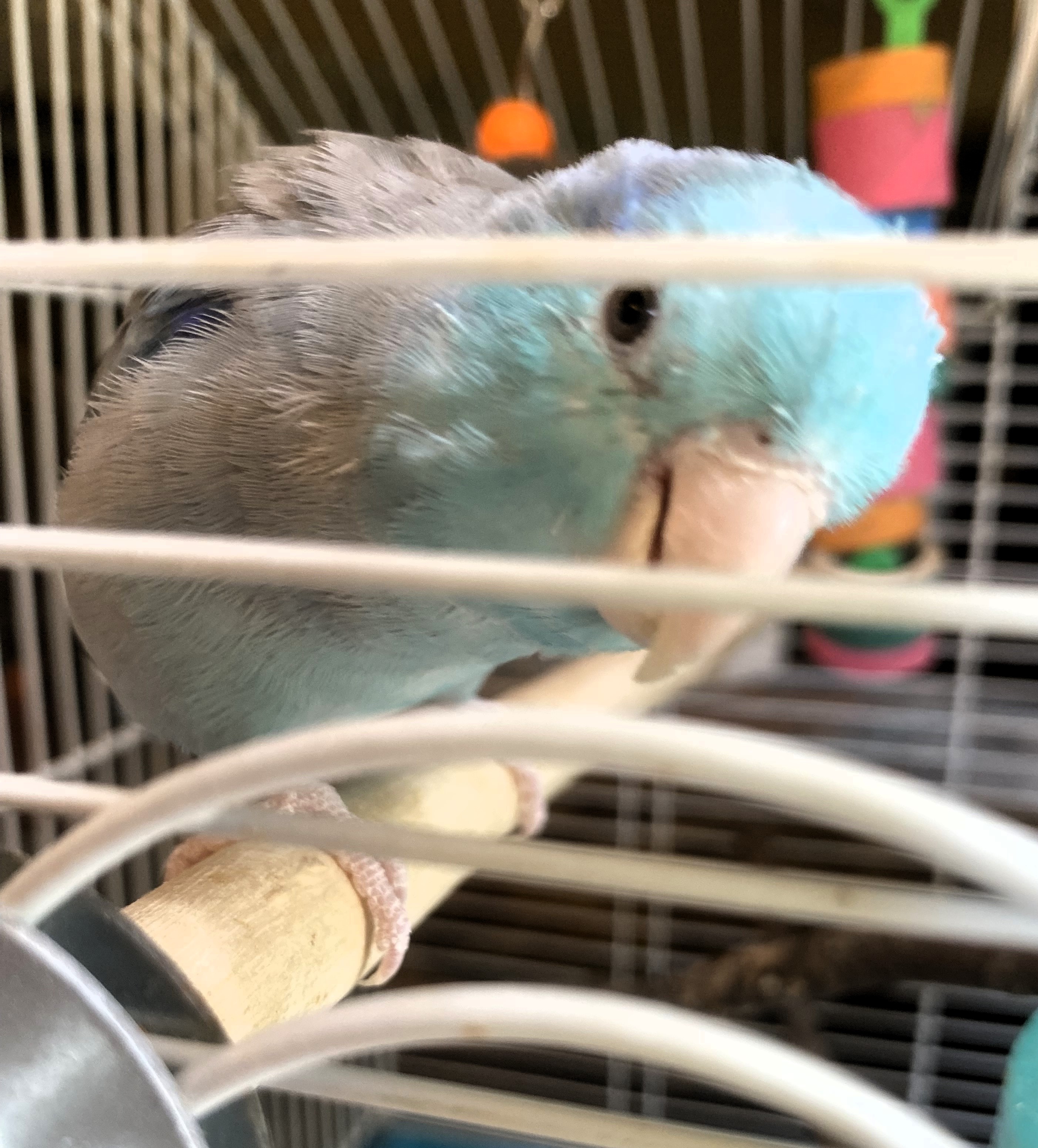 Enlarge Blueberry, an adoptable Parrotlet in Lenexa, KS image 2/2