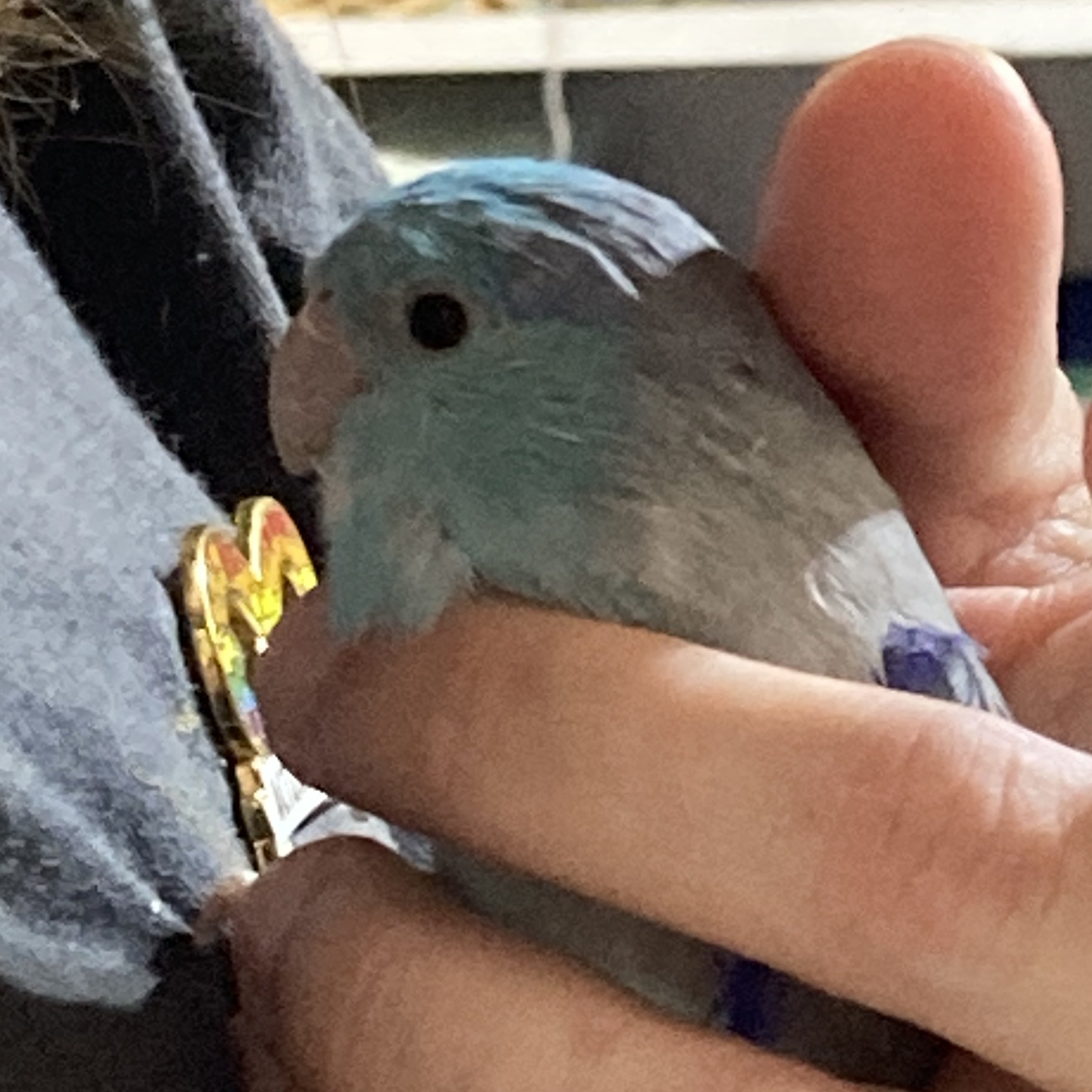 Blueberry, adoptable, Adult Male Parrotlet.