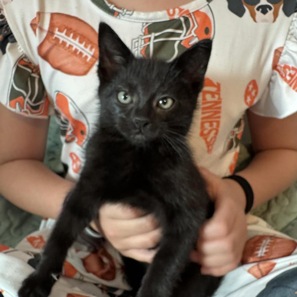 Enlarge George, a Adoptable Domestic Short Hair in Pinson, TN image 1/2