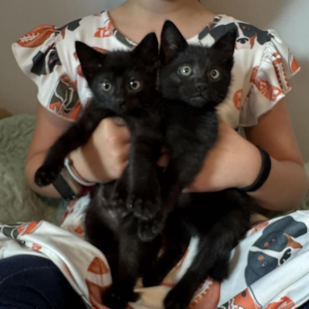 George, Adoptable, Kitten Male Domestic Short Hair.