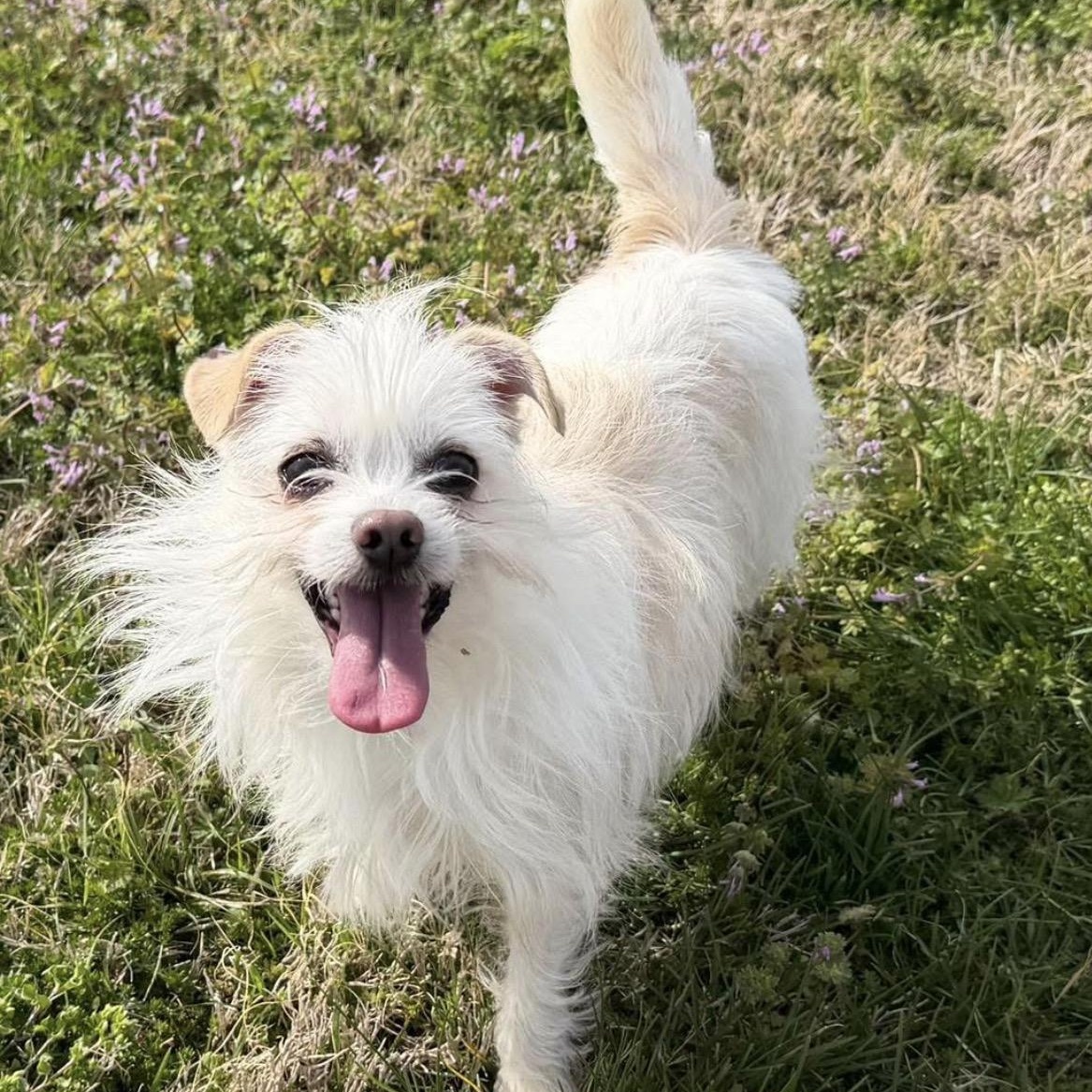 Thane Crowley, adoptable, Adult Male Terrier.