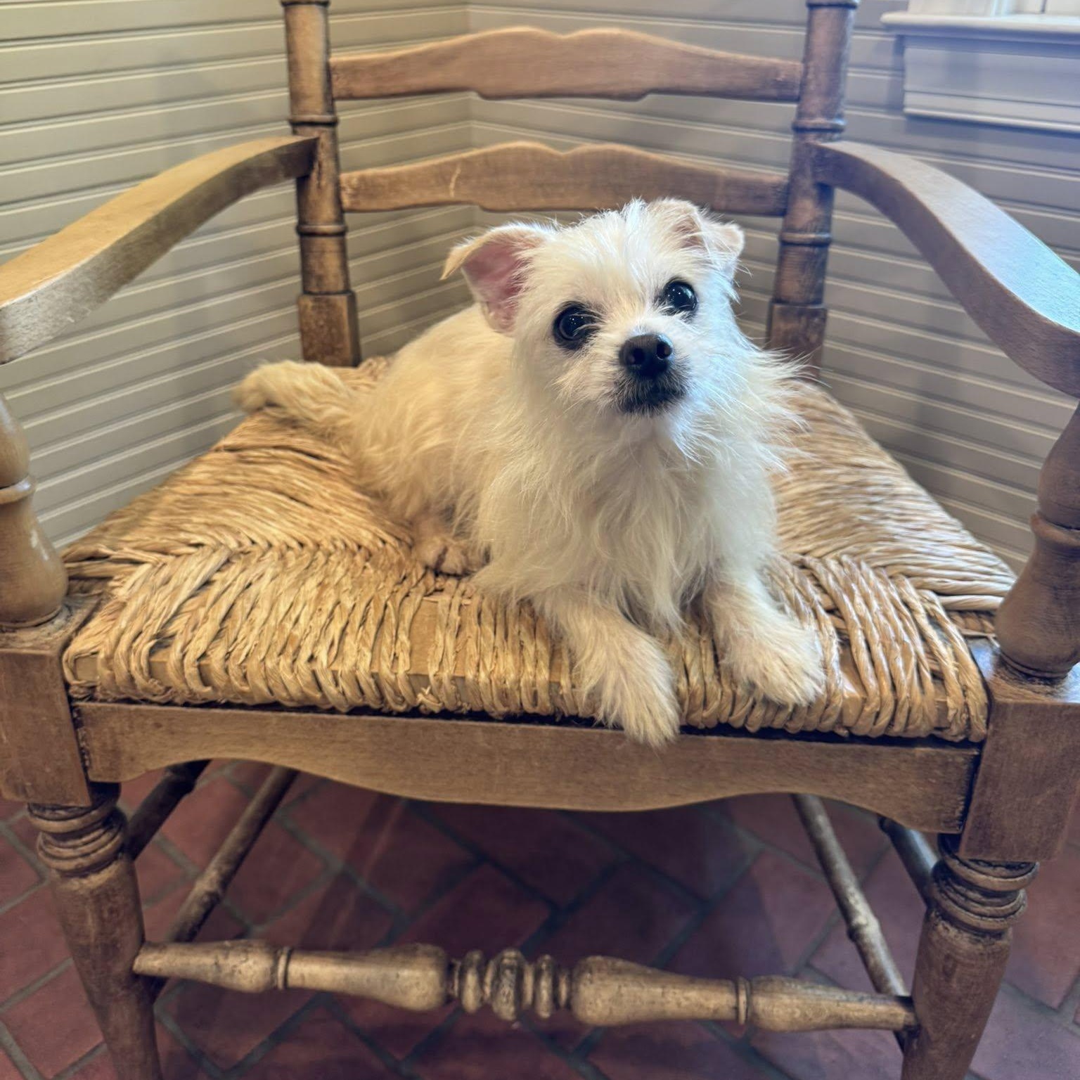 Thane Crowley, Adoptable, Adult Male Terrier.