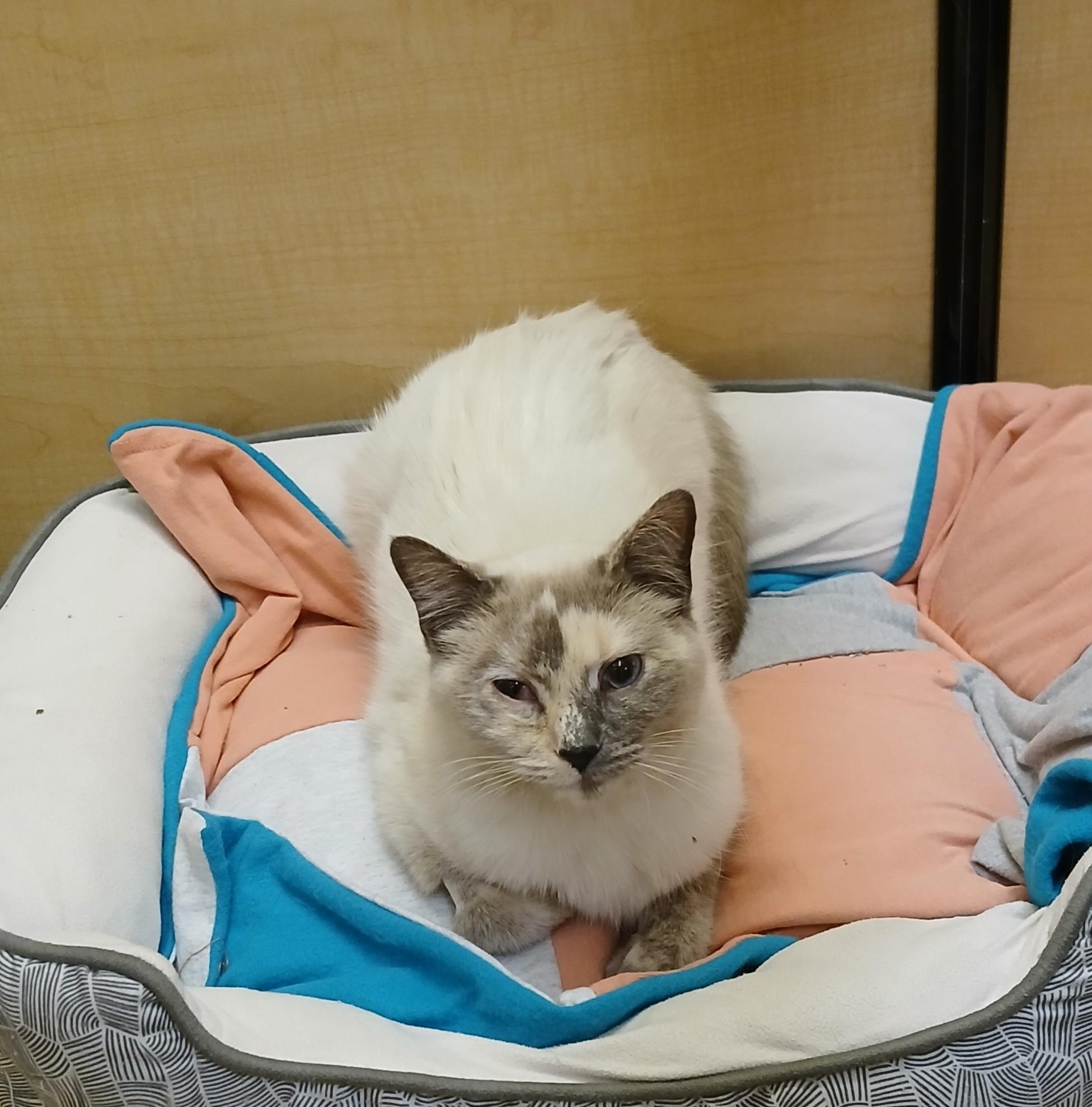 Aileen, an adopted mixed breed in Albuquerque, NM image 5/6