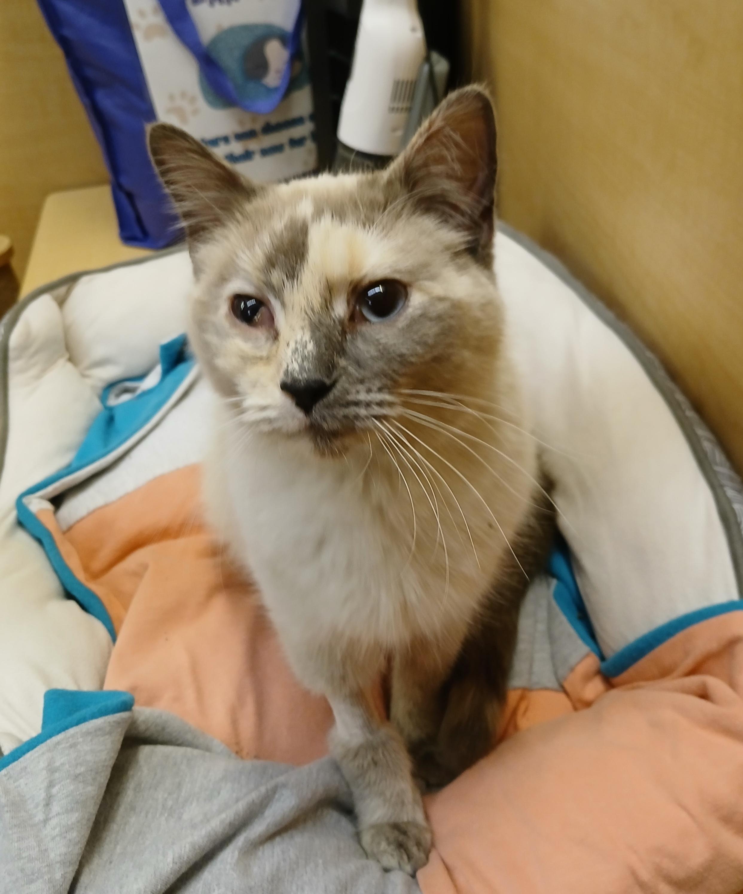 Aileen, an adopted mixed breed in Albuquerque, NM image 3/6