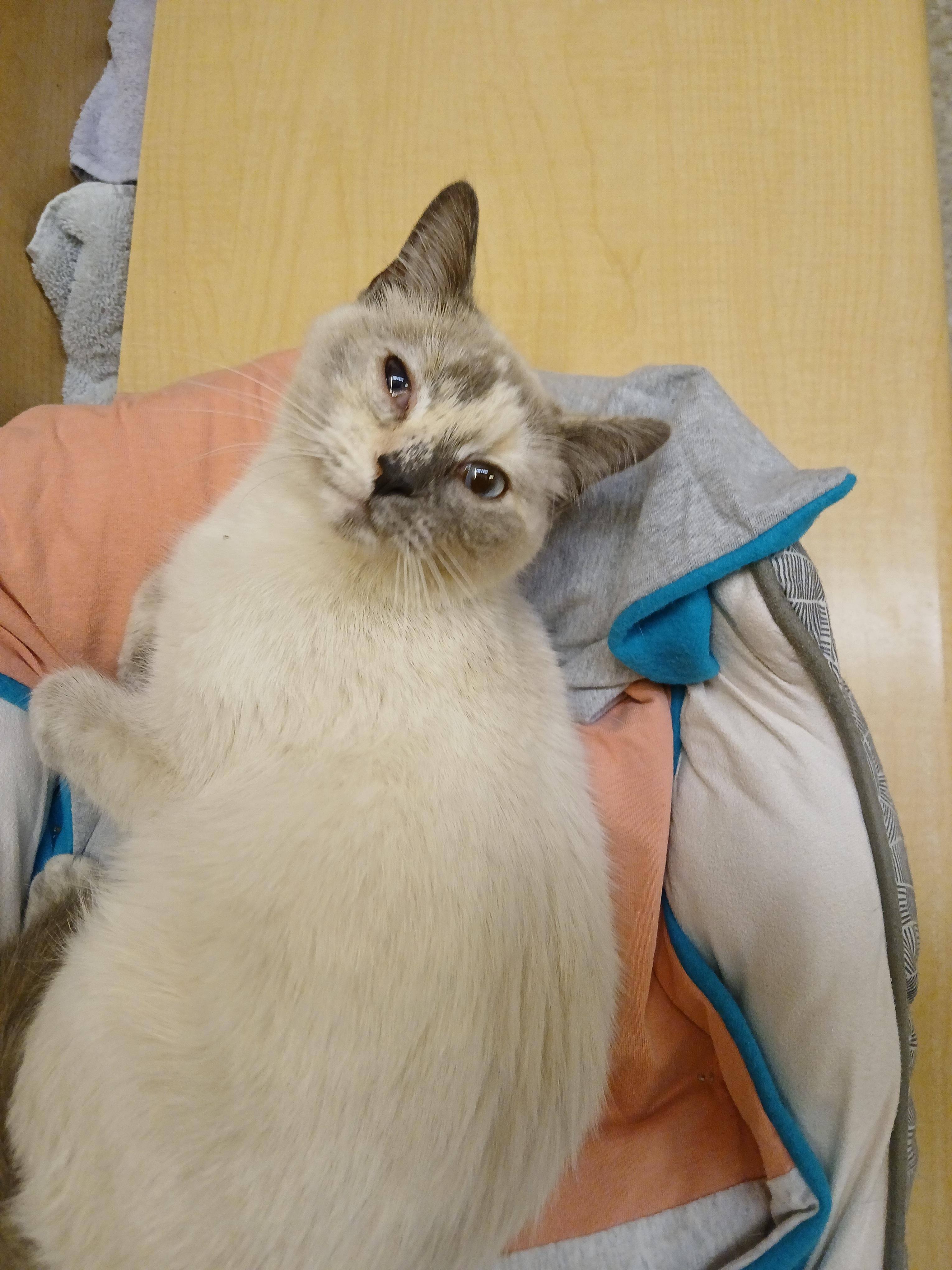 Aileen, an adopted mixed breed in Albuquerque, NM image 2/6