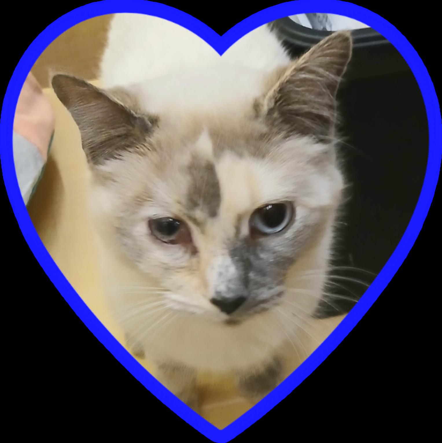 Aileen, an adopted mixed breed in Albuquerque, NM image 1/6