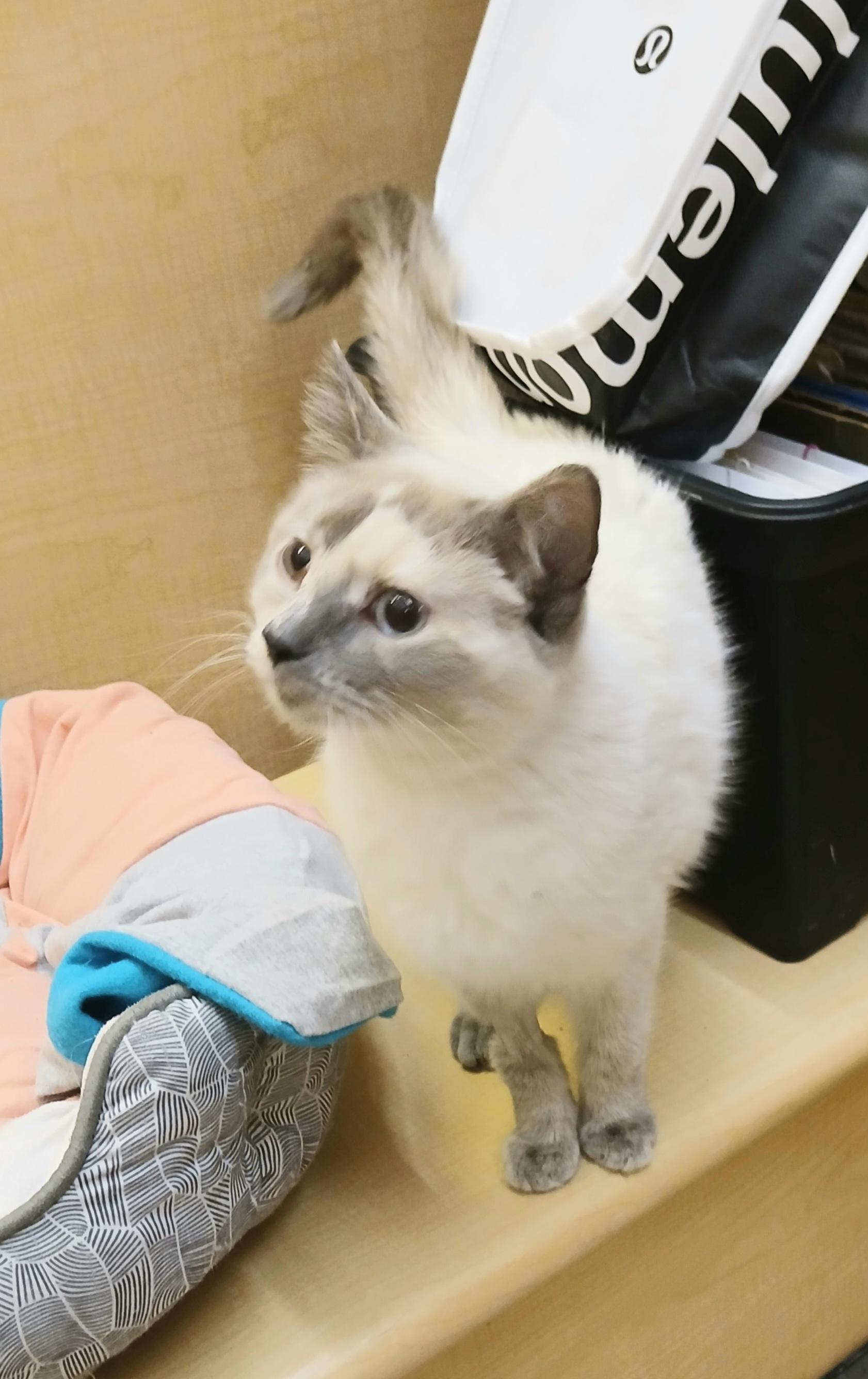 Aileen, an adopted mixed breed in Albuquerque, NM image 6/6