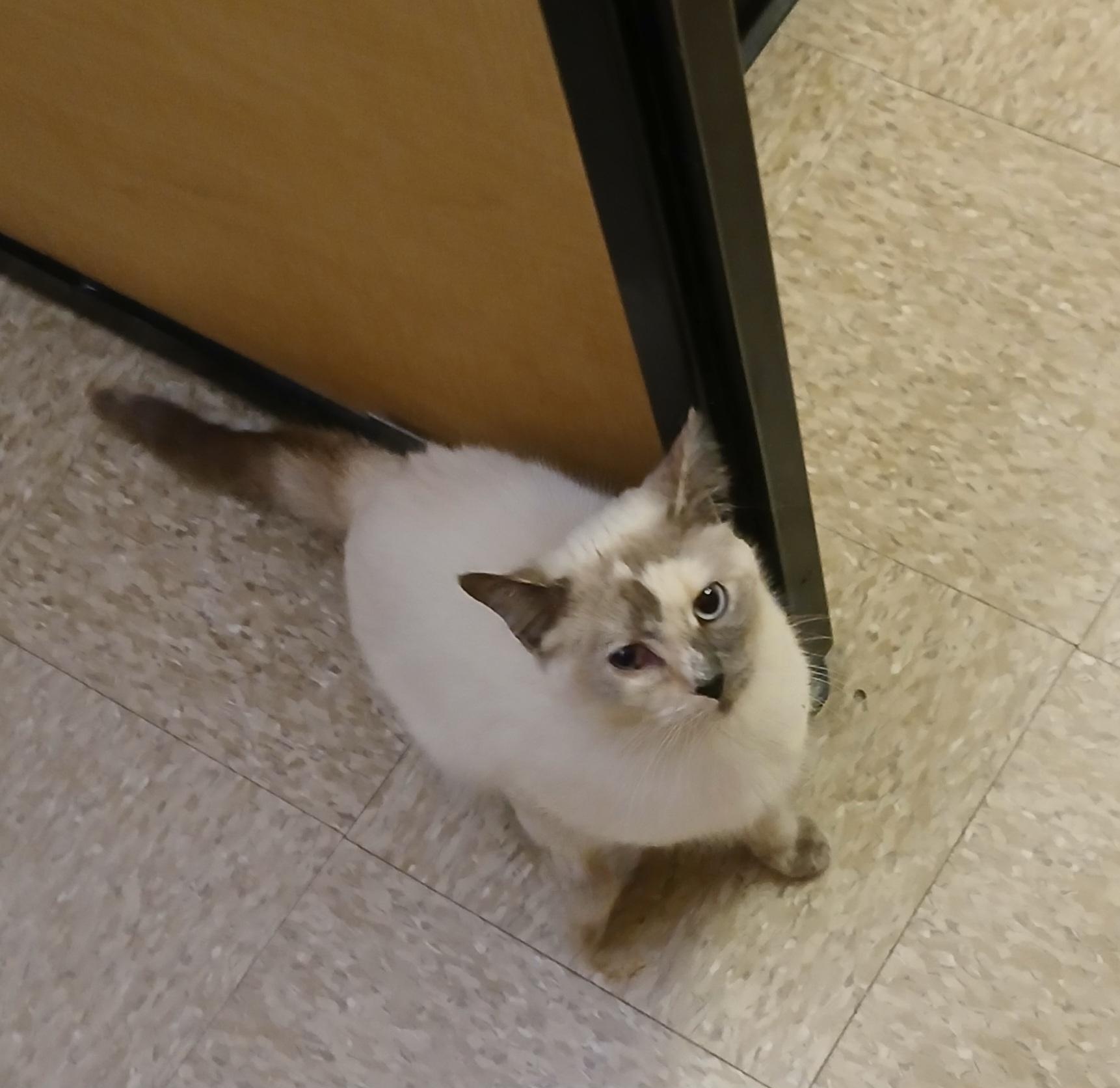 Aileen, an adopted mixed breed in Albuquerque, NM image 4/6