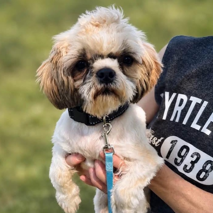 HAWKINS, ADOPTABLE, Puppy Male Shih Tzu.