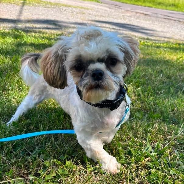 HAWKINS, a ADOPTABLE Shih Tzu in Schnecksville, PA image 2/3