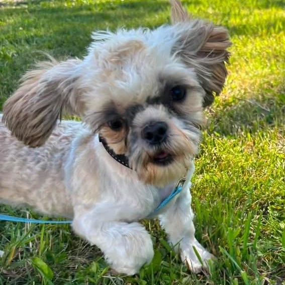 HAWKINS, a ADOPTABLE Shih Tzu in Schnecksville, PA image 3/3