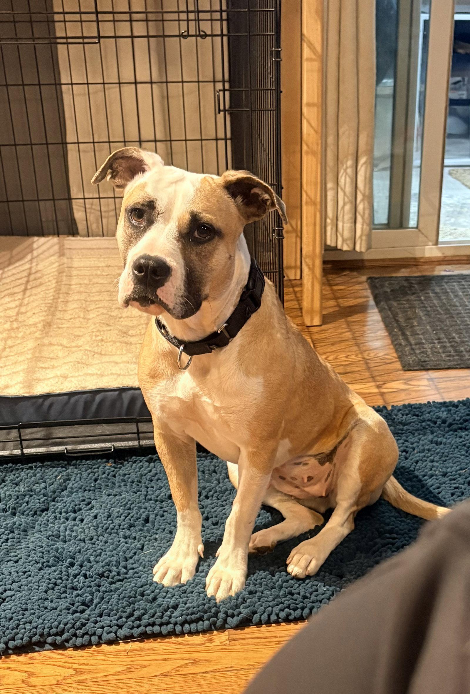 Roxy, Adoptable, Adult Female American Staffordshire Terrier.
