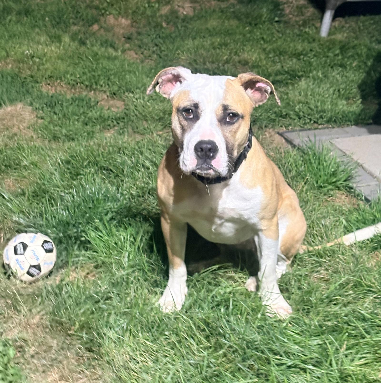 Roxy, a Adopted American Staffordshire Terrier in Spring City, PA image 2/2
