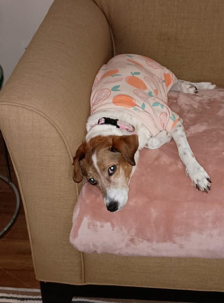 Liza Jean, a Adoptable mixed breed in Lancaster, PA image 1/6