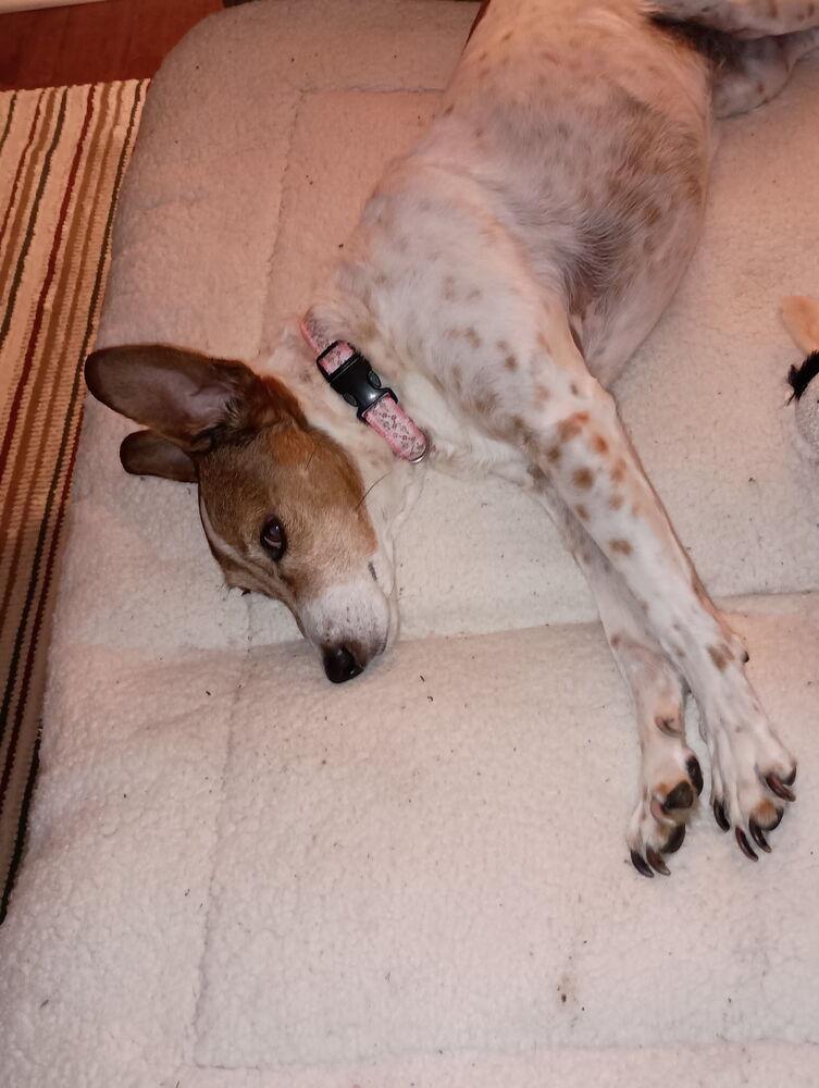 Liza Jean, a Adoptable mixed breed in Lancaster, PA image 2/6