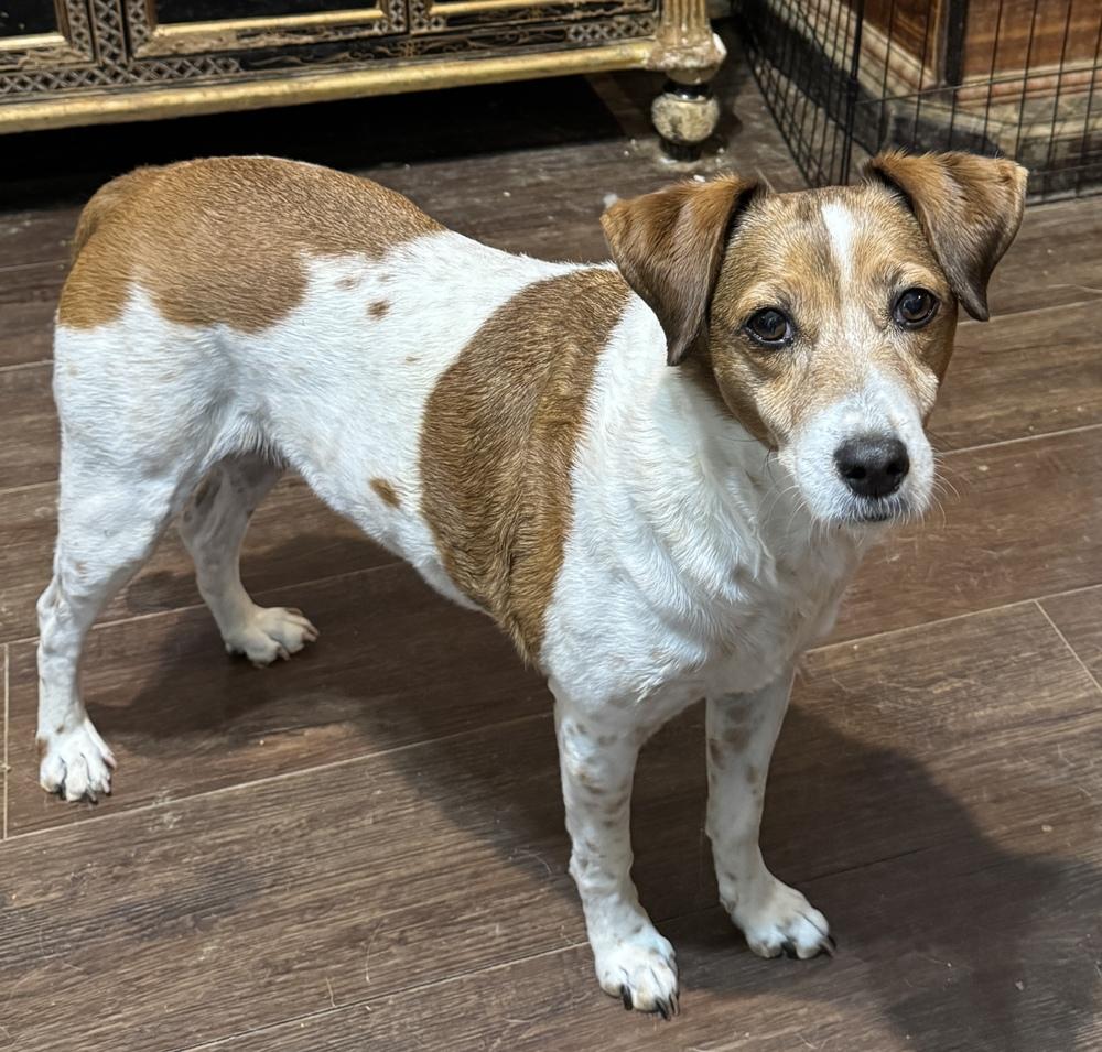 Liza Jean, Adoptable, Senior Female Jack Russell Terrier & Border Collie.