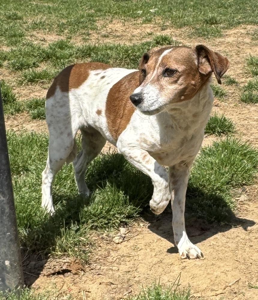 Liza Jean, a Adoptable mixed breed in Lancaster, PA image 3/5