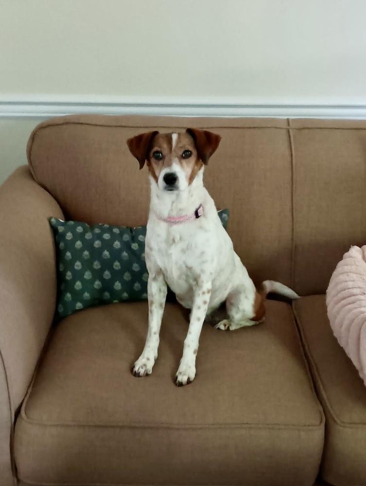 Liza Jean, a Adoptable mixed breed in Lancaster, PA image 2/5