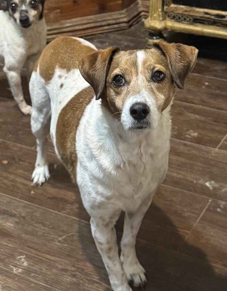 Liza Jean, a Adoptable mixed breed in Lancaster, PA image 5/5