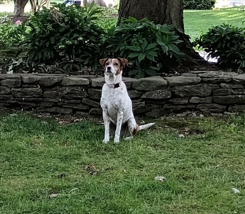 Liza Jean, a Adoptable mixed breed in Lancaster, PA image 5/6