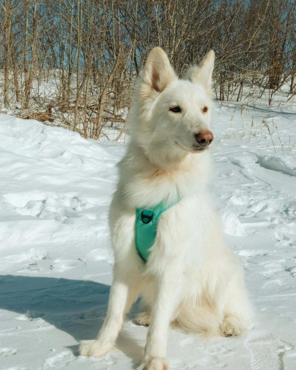 Enlarge Yuki, an adopted White German Shepherd in laval, QC image 3/4